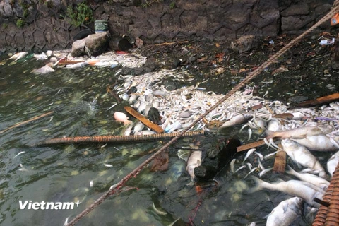 Cá chết tại khu vực Hồ Tây. (Ảnh: Sơn Bách/Vietnam+)