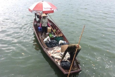 Huy động hàng chục thuyền để vớt cá chết. (Ảnh: Sơn Bách/Vietnam+)
