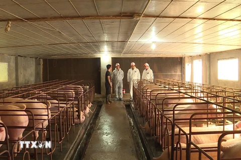 Chuồng trại chăn nuôi lợn được vệ sinh sạch sẽ phòng ngừa dịch bệnh. (Ảnh: Đinh Tuấn/TTXVN)