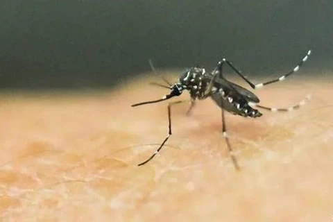Người dân nên giữ gìn vệ sinh và loại bỏ nơi trú ngụ của muỗi để phòng bệnh sốt xuất huyết và Zika do muỗi gây ra. (Nguồn: AFP)