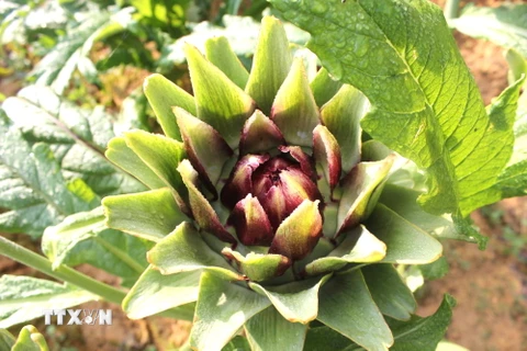 Hoa Atiso đặc biệt được trồng nhiều ở Đà Lạt. (Ảnh: TTXVN/Vietnam+)