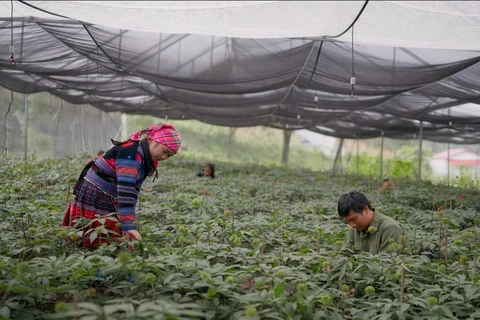 Người dân chăm sóc cây dược liệu trên vùng núi cao. (Ảnh: CTV/Vietnam+)