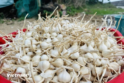 [Photo] Mùa thu hoạch "vàng trắng" trên huyện Đảo Lý Sơn 