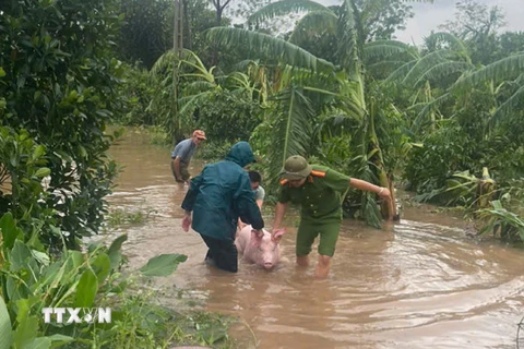 Lực lượng chức năng cùng nhân dân hỗ trợ di dời gia súc trong vùng bị ngập lụt. (Ảnh: TTXVN phát)