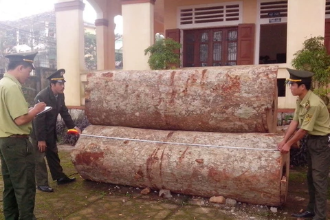 Phát hiện và bắt giữ gần 12m3 gỗ lậu tại Quảng Trị
