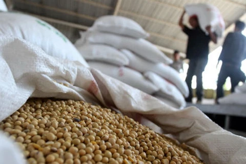 Indonesia cần nhập thêm 40.000 tấn đậu tương mỗi năm