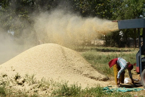 Nông dân làm việc trên cánh đồng lúa mỳ ở Ấn Độ. (Nguồn: AFP/TTXVN)