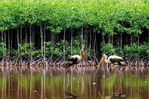 Phát triển hệ sinh thái rừng ngập mặn bằng khoanh tạo