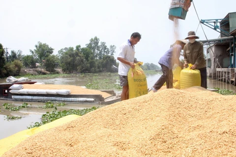 Mexico tìm hiểu thị trường lúa nguyên liệu của An Giang