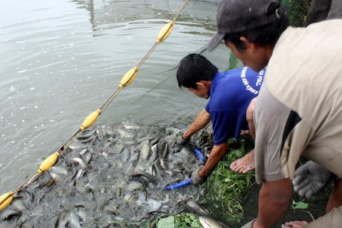 Thương hiệu khô cá sặc rằn đứng trước nguy cơ mai một