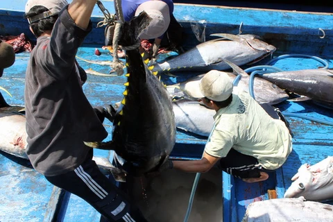 Ngư dân Phú Yên lại được mùa cá ngừ đại dương