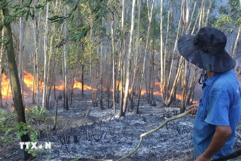 Hai vụ cháy rừng nghiêm trọng liên tiếp xảy ra tại Nghệ An