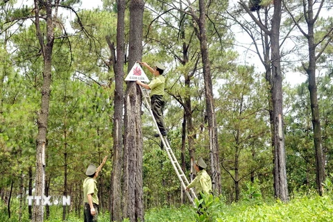 Ban Chỉ đạo Tây Nguyên kiểm tra công tác quản lý rừng tại Gia Lai