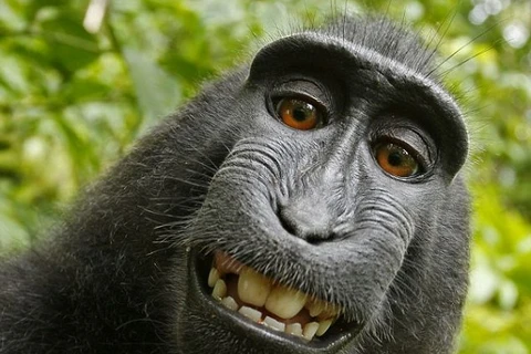 Cuộc chiến bản quyền quanh bức ảnh "selfie" của một chú khỉ