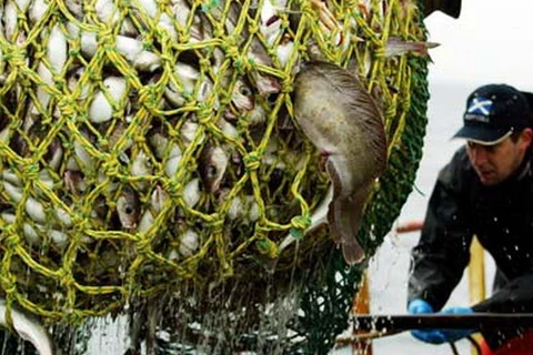 EC cắt giảm hạn ngạch đánh bắt cá của 10 nước thành viên