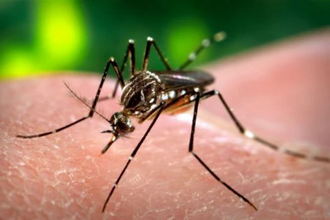 Hy Lạp phát hiện ca nhiễm virus Tây sông Nile đầu tiên trong năm