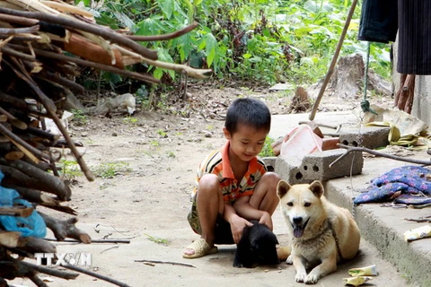 Cảnh báo nguy cơ bùng phát bệnh dại trên đàn chó tại Nam Định