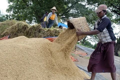 Ấn Độ nối lại nhập khẩu gạo của Myanmar sau ba năm tạm dừng