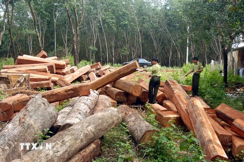 Rừng và đất rừng ở Đắk Lắk vẫn bị chặt phá, lấn chiếm trái phép
