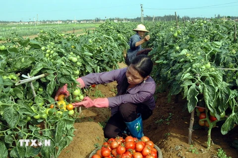 Lâm Đồng: Giá bấp bênh, nông dân phá vườn, vứt bỏ cà chua