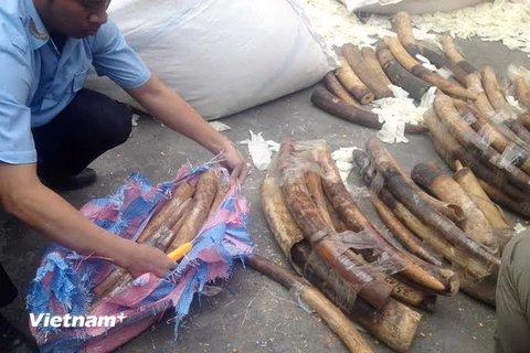 Hải Phòng: Bắt số lượng lớn ngà voi nguỵ trang găng tay cao su