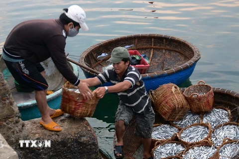 Kiên Giang: Được mùa cá cơm, vui cả ngư dân lẫn nhà sản xuất
