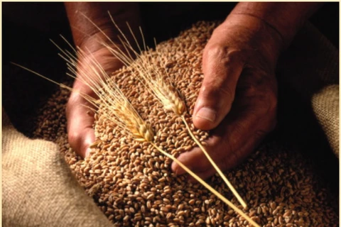 Việt Nam là thị trường tiềm năng của ngành ngũ cốc Australia