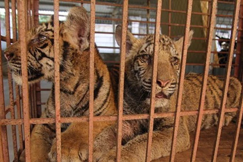 Nghệ An: Vườn Quốc gia Pù Mát bàn giao hai con hổ quý hiếm