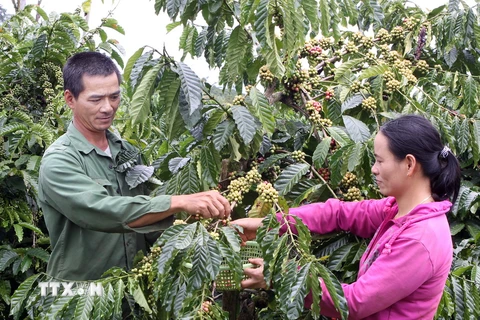 Gia Lai: Báo động tình trạng mất trộm càphê khi vào vụ thu hoạch