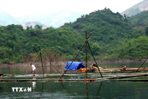 Tuyên Quang đầu tư 18 tỷ đồng phát triển thủy sản lòng hồ thủy điện