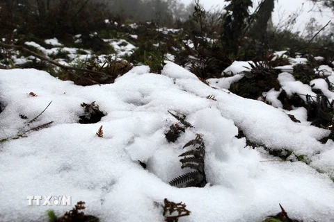 Lào Cai thiệt hại 11 tỷ đồng do mưa tuyết, băng giá và sương muối
