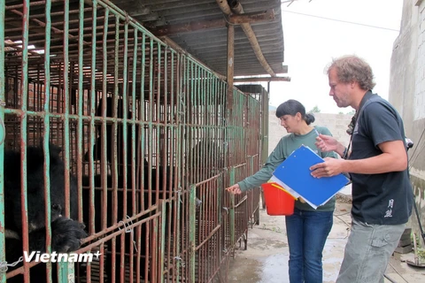 Gấu nuôi tại các trang trại tư nhân ở Quảng Ninh đang kêu cứu
