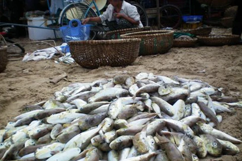 Nghệ An: Kịp thời cứu sống 3 người bị ngộ độc do ăn cá nóc