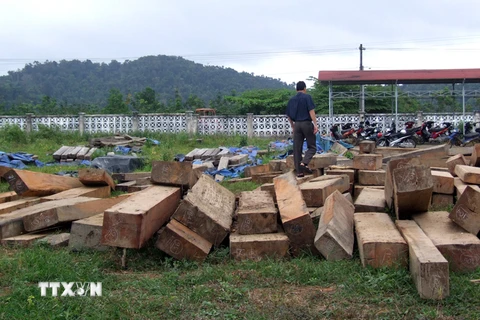 Lâm Đồng: Tạm giam 2 đối tượng tổ chức khai thác 300m3 gỗ trái phép