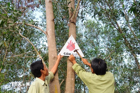 Tây Ninh: Tập trung bảo vệ gần 60.000 ha rừng trong mùa khô
