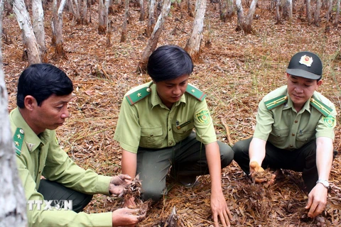 3.000ha rừng tràm U Minh Hạ đứng trước nguy cơ cháy cao