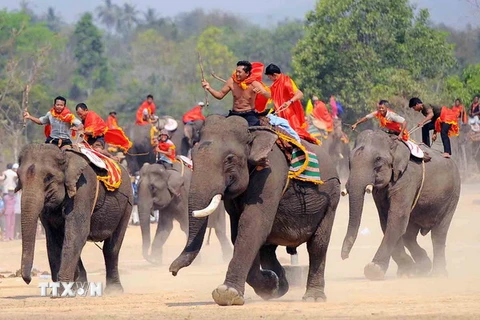 Tưng bừng hội đua voi tại Lễ hội càphê Buôn Ma Thuột 2015