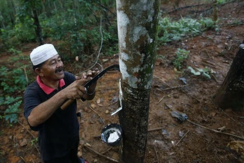 Sản lượng cao su tự nhiên của Malaysia tăng gần 54% trong tháng 1