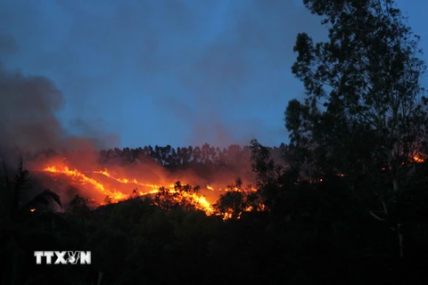 Cháy lớn thiêu rụi 40ha rừng nguyên sinh tại tỉnh Long An