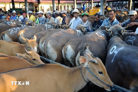 Australia thúc đẩy buôn bán gia súc với Indonesia và Việt Nam