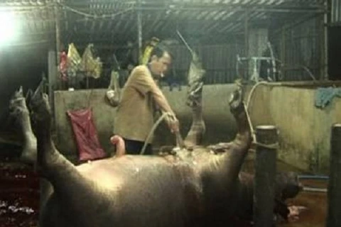 Đồng Nai: Bắt quả tang cơ sở bơm nước và thuốc an thần vào lợn