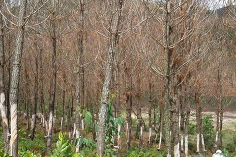 Tây Ninh: Hơn 1,3ha rừng bị chết do nước xả từ nhà máy cao su