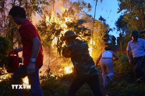 Hỏa hoạn thiêu rụi 12ha rừng tràm U Minh Hạ tại tỉnh Cà Mau