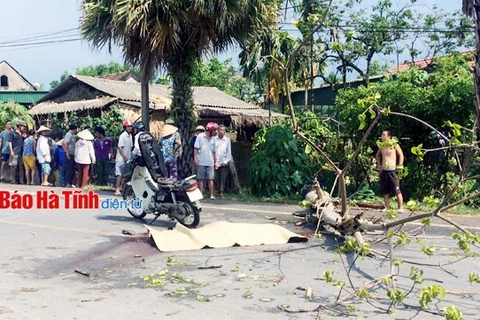 Hà Tĩnh: Cây đổ trên đường tỉnh lộ khiến một người tử vong