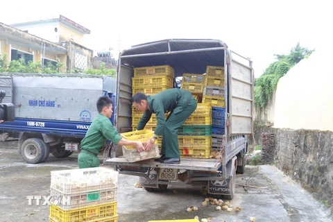 Quảng Ninh bắt giữ trên 15.000 con gà giống nhập lậu từ Trung Quốc