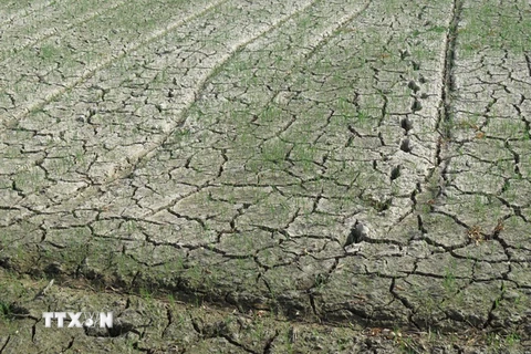 Đồng ruộng tại nhiều địa phương trong tỉnh Nghệ An đang khô hạn, thiếu nước. (Ảnh : Nguyễn Văn Nhật/TTXVN)
