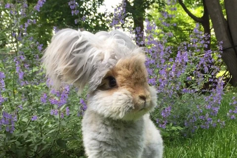 [Photo] Cùng ngắm chú thỏ ngộ nghĩnh dễ thương nhất thế giới