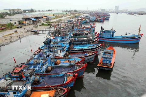 Tàu thuyền của các tỉnh, thành phố về neo đậu tránh trú bão số 1 tại Âu thuyền Thọ Quang (Đà Nẵng). (Ảnh: Trần Lê Lâm/TTXVN)
