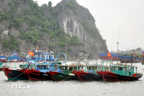 Các tàu được neo đậu để chống bão tại khu vực cột 5, thành phố Hạ Long. (Ảnh: Nguyễn Hoàng/TTXVN)