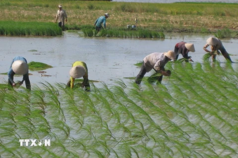 Ảnh chỉ có tính minh họa. (Ảnh: Thanh Liêm/TTXVN)